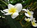 white frangipani